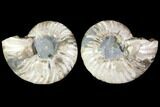 Sliced Ammonite Fossil - Crystal Chambers #114867-1